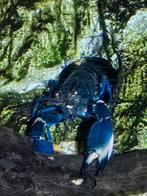 Blue moon kreeft eventueel met zijn grot verblijf, Dieren en Toebehoren, Vissen | Aquariumvissen