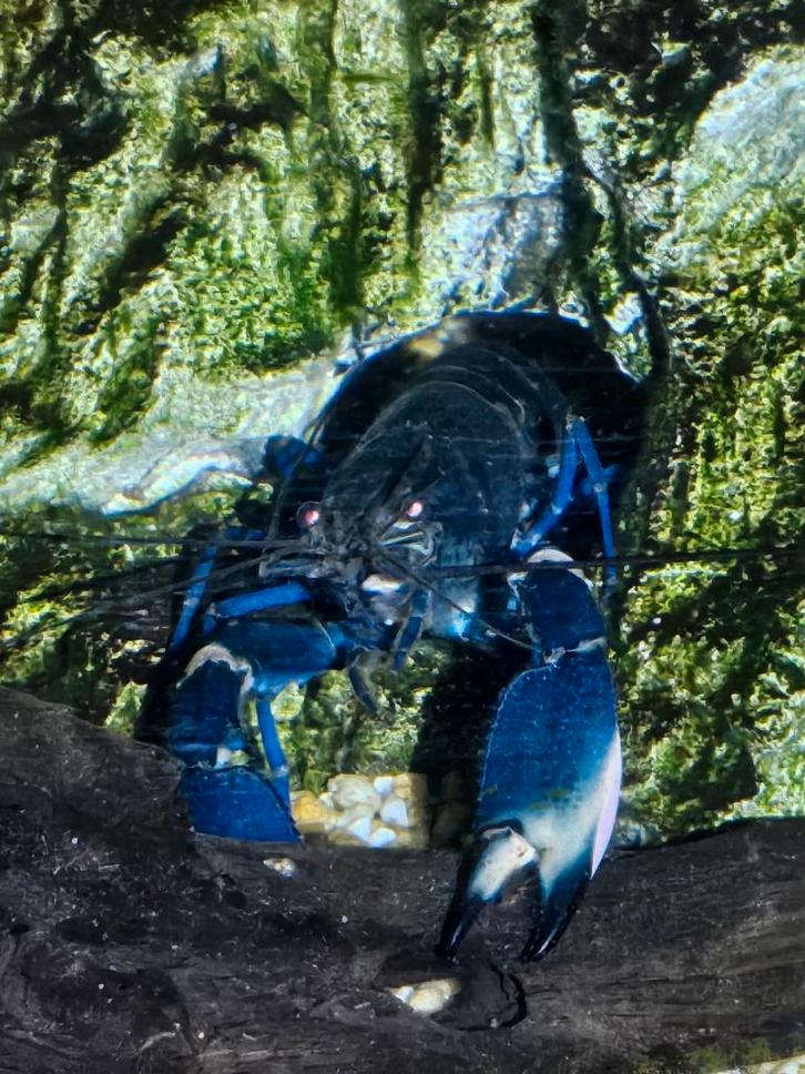 Blue moon kreeft eventueel met zijn grot verblijf, Dieren en Toebehoren, Vissen | Aquariumvissen