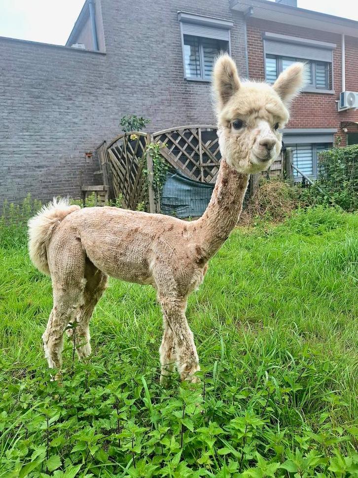 2 jonge alpaca hengsten appaloosa, Dieren en Toebehoren, Overige Dieren, Mannelijk, Mei