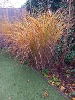 Siergras, Tuin en Terras, Ophalen