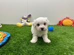 Portée de chiots Bichon Maltais - petite taille, Bichon maltais, Plusieurs, Parvovirose, Belgique
