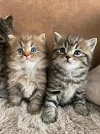 Prachtige britse korthaar / langhaar kittens, Vermifugé, Plusieurs animaux, 0 à 2 ans
