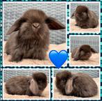 Dwerg hangoor NHD konijntjes - super lief, mooi & hand tam!, Dieren en Toebehoren, Konijnen, Meerdere dieren, Dwerg, Hangoor, 0 tot 2 jaar