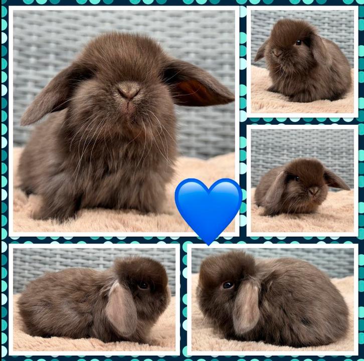 Dwerg hangoor NHD konijntjes - super lief, mooi & hand tam!, Dieren en Toebehoren, Konijnen, Dwerg, Meerdere dieren, 0 tot 2 jaar