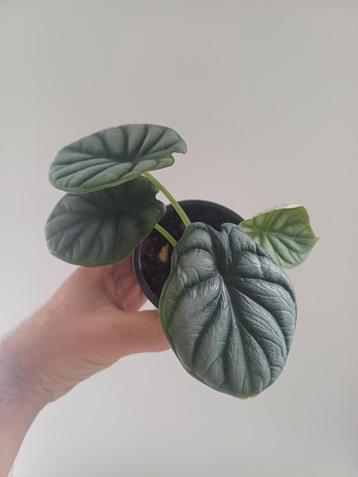 Alocasia zilveren draak  beschikbaar voor biedingen