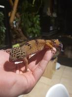Luipaardgekko vrouwtje – 2 jaar oud, Dieren en Toebehoren, Tam