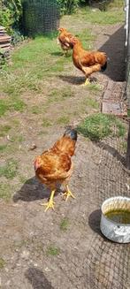 New hapshire hanen, Dieren en Toebehoren, Pluimvee, Mannelijk, Kip