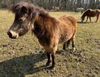 Prachtig AMHA/AMHR buckskin merrietje, Merrie