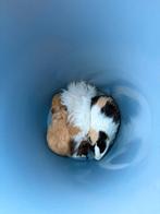 Cavia beertjes, Dieren en Toebehoren, Knaagdieren en Konijnen | Toebehoren, Ophalen