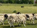 Moutons Dorper à vendre, Animaux & Accessoires