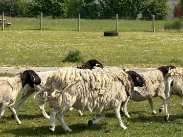 Dorper schapen te koop beschikbaar voor biedingen