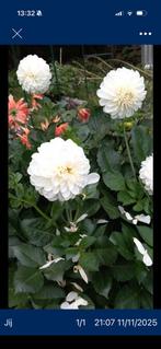 Dahlia knollen “boom boom white”, Tuin en Terras, Bloembollen en Zaden, Ophalen of Verzenden, Voorjaar, Volle zon, Knol