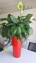 Lepel- of Vaantjesplant met rode pot, Huis en Inrichting, Kamerplanten, Ophalen, Overige soorten, Halfschaduw, In pot