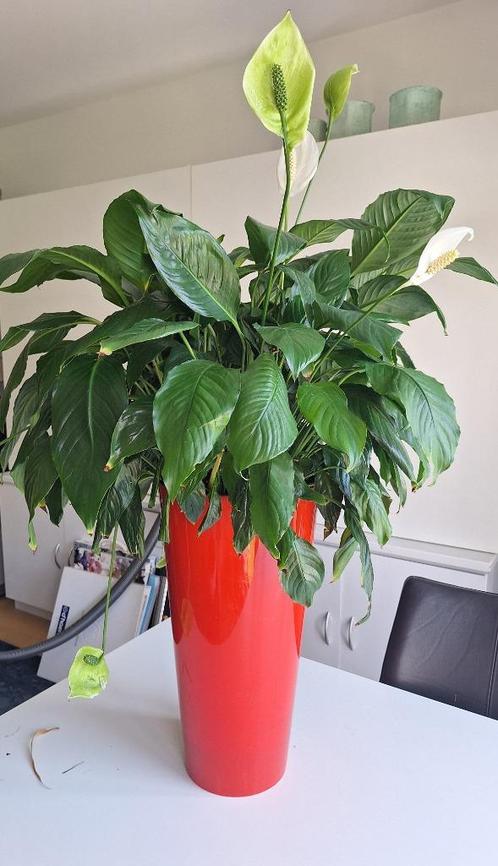 Lepel- of Vaantjesplant met rode pot, Huis en Inrichting, Kamerplanten, Overige soorten, Minder dan 100 cm, Groene kamerplant