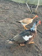 Kopel barberie eenden, Dieren en Toebehoren, Meerdere dieren, Eend