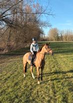 Paarden, Enlèvement, Comme neuf