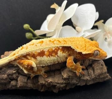 0.1 tricolor lilly white wimpergekko beschikbaar voor biedingen