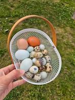 Japanse kwartel broedeieren // 100% celadon broedeieren, Dieren en Toebehoren, Pluimvee | Toebehoren, Ophalen of Verzenden