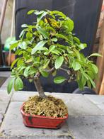 bonsai vuurdoorn, Tuin en Terras, Ophalen