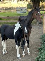 Hengst veulen van just wimphof, Dieren en Toebehoren, Paarden, Gechipt, Niet van toepassing, Dressuurpaard, 0 tot 2 jaar