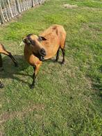 Kameroen schaap ooi, Dieren en Toebehoren, Vrouwelijk, Schaap