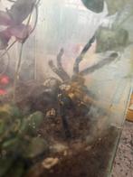 Tarantula