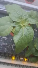 Stekje te koop van zonnebloem., Tuin en Terras, Ophalen of Verzenden