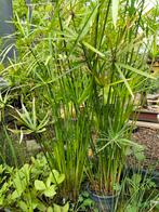 Cyperus papyrus, paraplu pl., Tuin en Terras, Planten | Tuinplanten, Ophalen