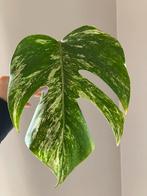 Monstera variegata, Ophalen of Verzenden