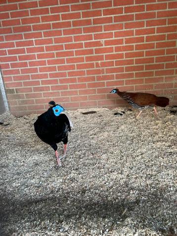 Fazanten, chacalaca, blauwkeelguan, Plusieurs animaux, Autres espèces