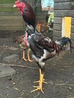 Broedeieren Indio Gigante: het grootste kippenras ter wereld, Dieren en Toebehoren, Pluimvee, Meerdere dieren, Kip