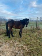 Mooie Ruin, Animaux & Accessoires, Chevaux, 11 ans ou plus, Hongre, Débourré, Cheval de récréation