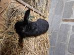 Konijn, Dieren en Toebehoren, Mannelijk, Groot, 0 tot 2 jaar
