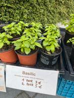Basilic, Ophalen