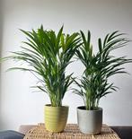 Kamerplant Aracea Palm 74 -80cm hoog, Ophalen of Verzenden, Palm