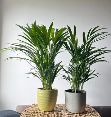 Kamerplant Aracea Palm 74 -80cm hoog beschikbaar voor biedingen