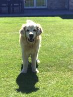 Hondenopvang grote- middelgrote honden in familiale sfeer, Dieren en Toebehoren, Geslacht onbekend