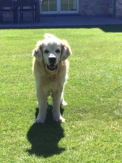 Hondenopvang grote- middelgrote honden in familiale sfeer, Dieren en Toebehoren, Overige Dieren, Geslacht onbekend