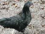 Ayen cemani haan, Dieren en Toebehoren, Mannelijk, Kip