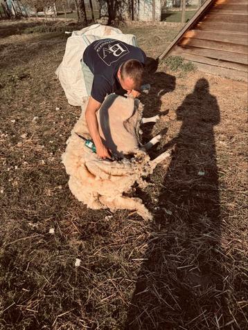 Scheren van schapen&alpaca’s + verzorging, Dieren en Toebehoren