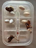 Wimpergekko’s 2025, Dieren en Toebehoren, Insecten en Spinnen