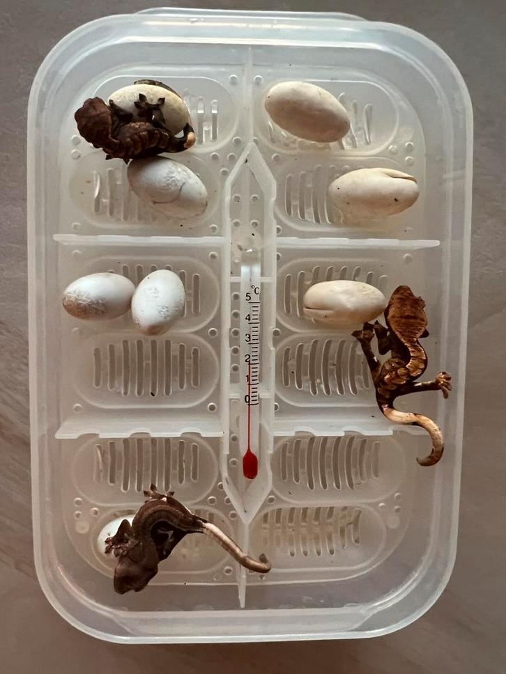 Wimpergekko’s 2025, Dieren en Toebehoren, Insecten en Spinnen