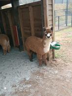 Alpaca merrie's en hengst, Dieren en Toebehoren, Overige Dieren