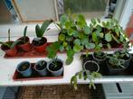 Verschillende soorten planten scheutjes en grotere planten., Huis en Inrichting, Kamerplanten, Ophalen