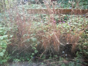 Schizachyrium (Andropogon) scoprium ‘Blue Heaven’ beschikbaar voor biedingen
