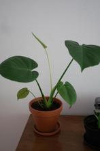 Jeune Monstera, plante intérieur, pot neuf, Ombre partielle, En pot, Plante verte, Enlèvement