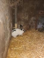 Konijnen, Dieren en Toebehoren