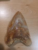 Megalodon tand, Enlèvement ou Envoi