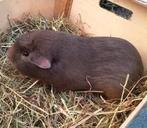 Cavia 7maand, Dieren en Toebehoren, Konijnen
