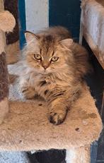 Golden shaded brits langhaar kater, Dieren en Toebehoren, Katten en Kittens | Raskatten | Langhaar, Kater, Gechipt, 0 tot 2 jaar